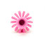 45003EC26 - Pipe & Valve Brush 3" - Pink